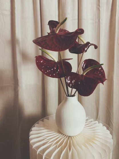 Valentine’s Day | Anthurium Adoration